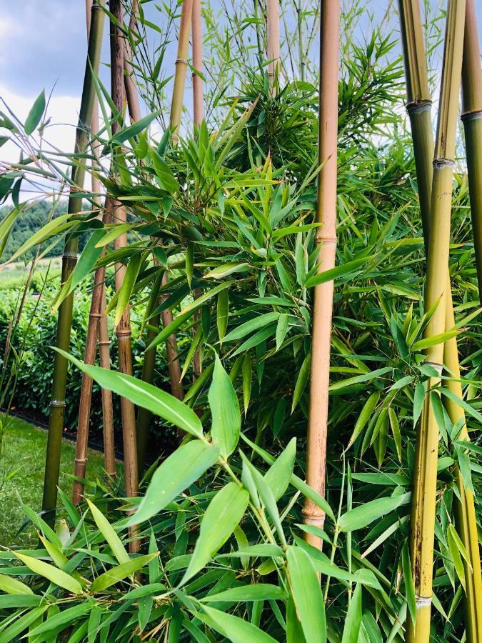 Homestay Bambuus Garden & Dragasani